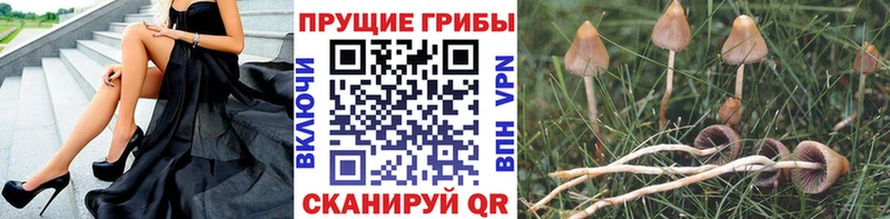 продажа наркотиков  ОМГ ОМГ вход  Псилоцибиновые грибы GOLDEN TEACHER  Отрадное 